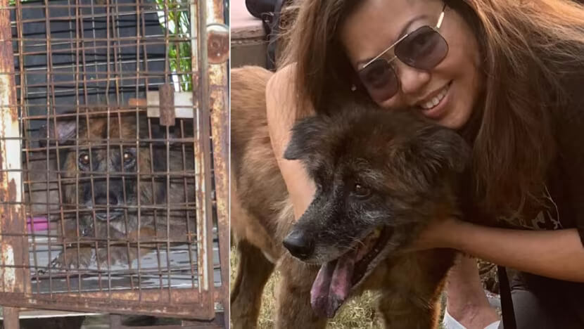 Grieved by sufferings of chained dogs, this activist engages owners to free their pets
