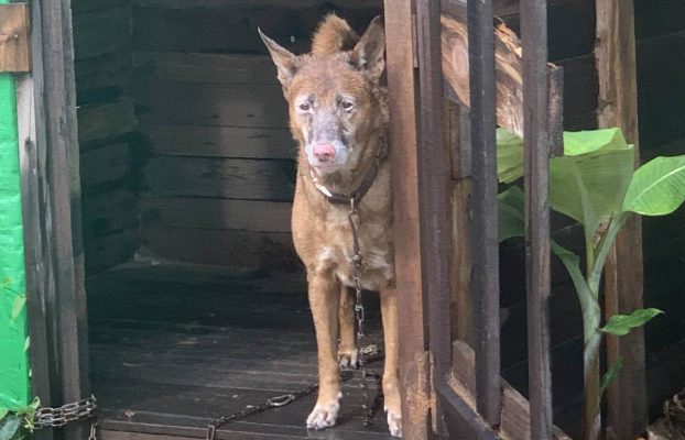 Effects of Dog Confinement