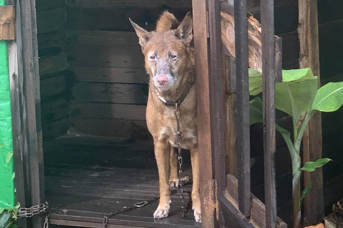 Effects of Dog Confinement
