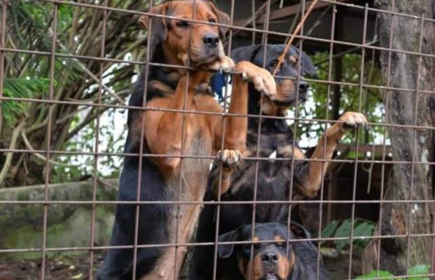 Why It’s Important to Let Your Dog Be a Dog