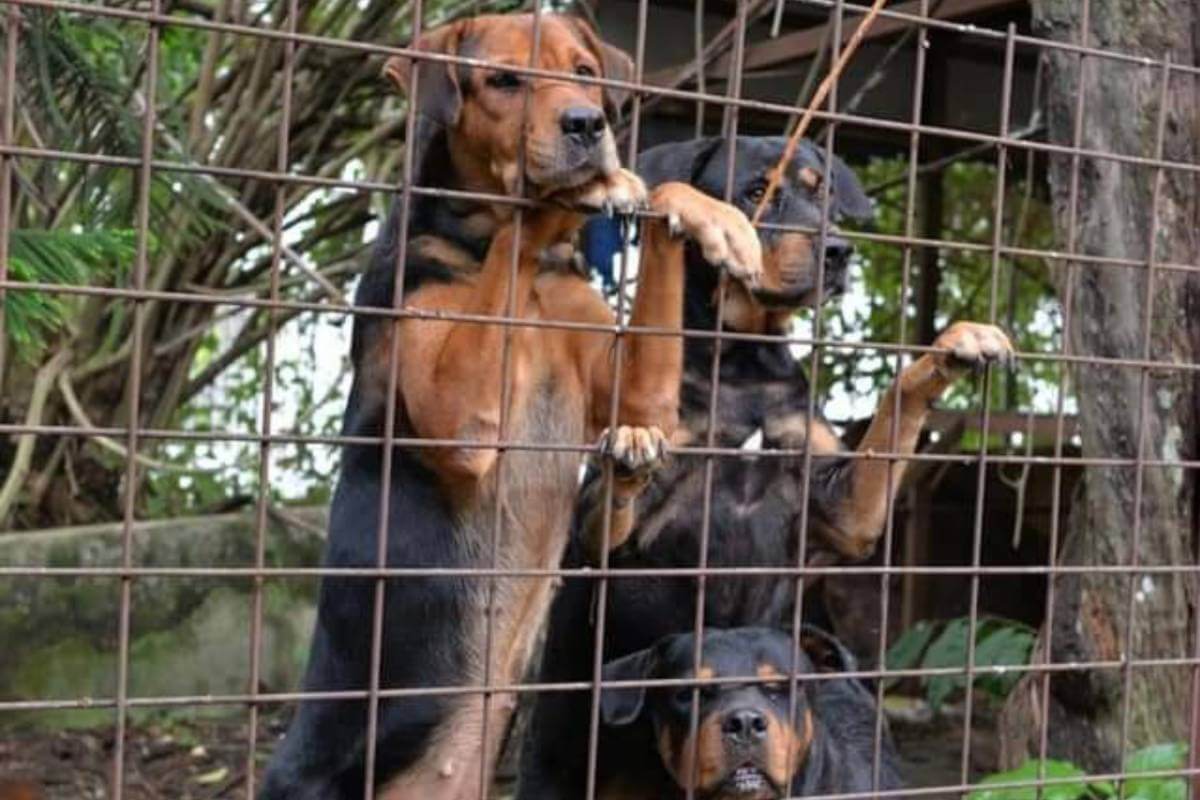 Why It’s Important to Let Your Dog Be a Dog