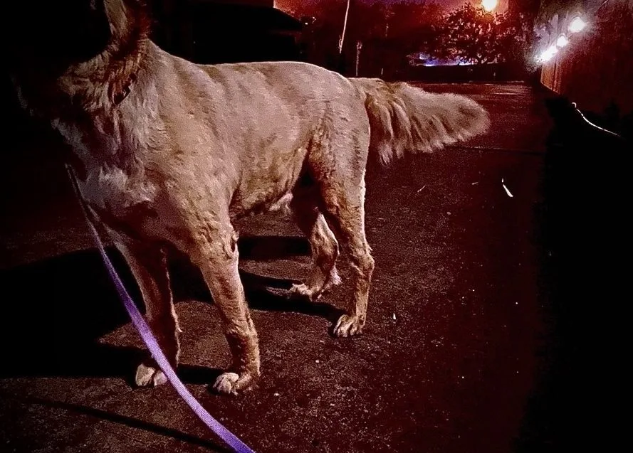 Under new Texas law, man arrested for leaving dog tied outside: How the law works