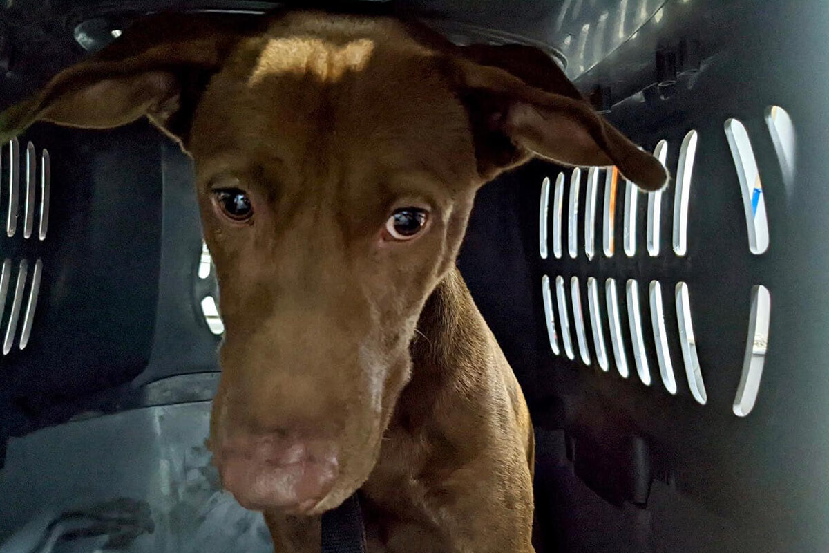 Vet Visits: How to Change Fear to Fun